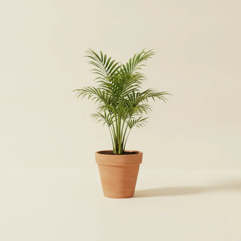 Dadelpalm — Phoenix roebelenii (illustratie)