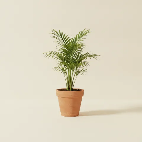 Dadelpalm β Phoenix roebelenii (illustratie)