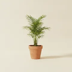 Dadelpalm