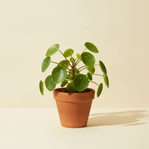 Pilea