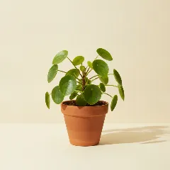 Pannenkoekplant