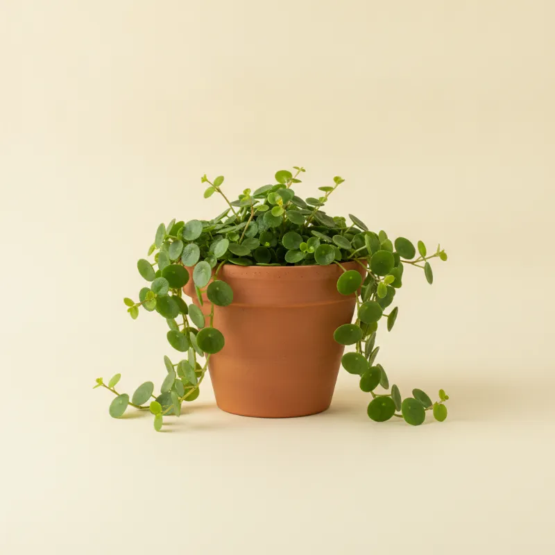 Pannenkoekplant — Pilea depressa (illustratie)