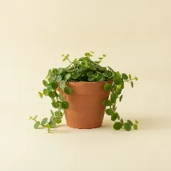 Pannenkoekplant