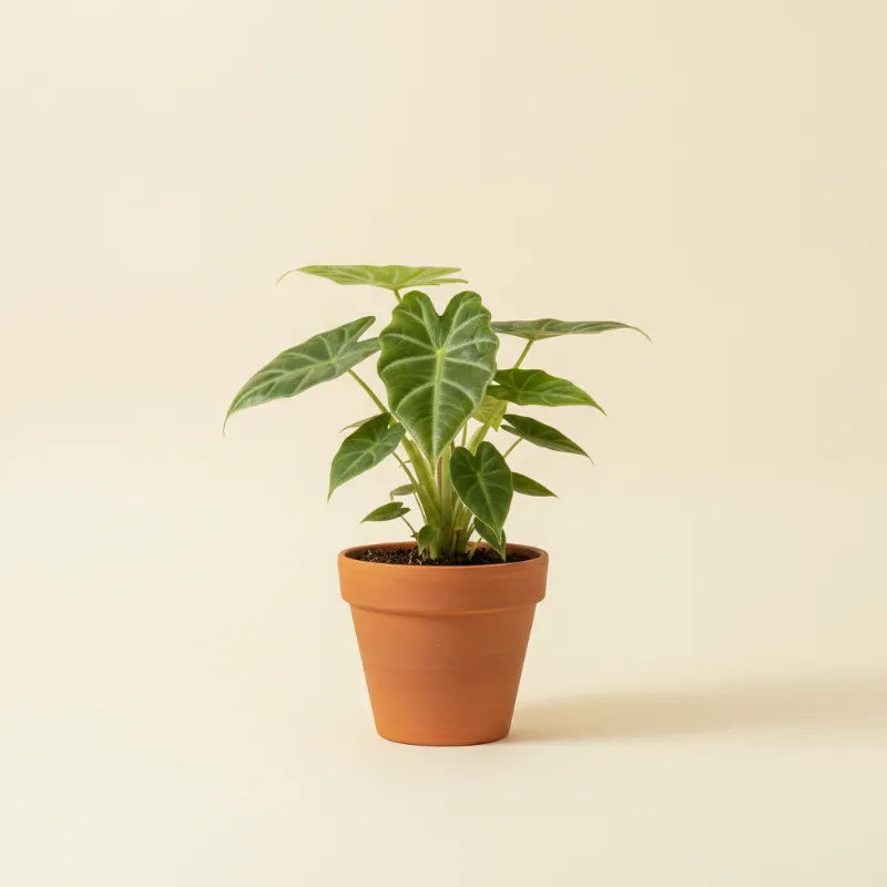 Olifantsoor — Alocasia cucullata (illustratie)