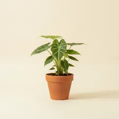 Olifantsoor