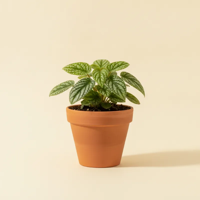 Pannenkoekplant — Pilea cadierei (illustratie)