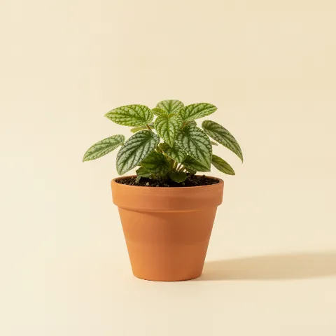 Pannenkoekplant