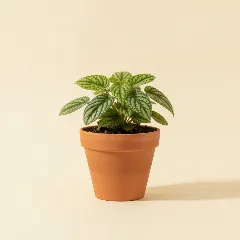 Pannenkoekplant