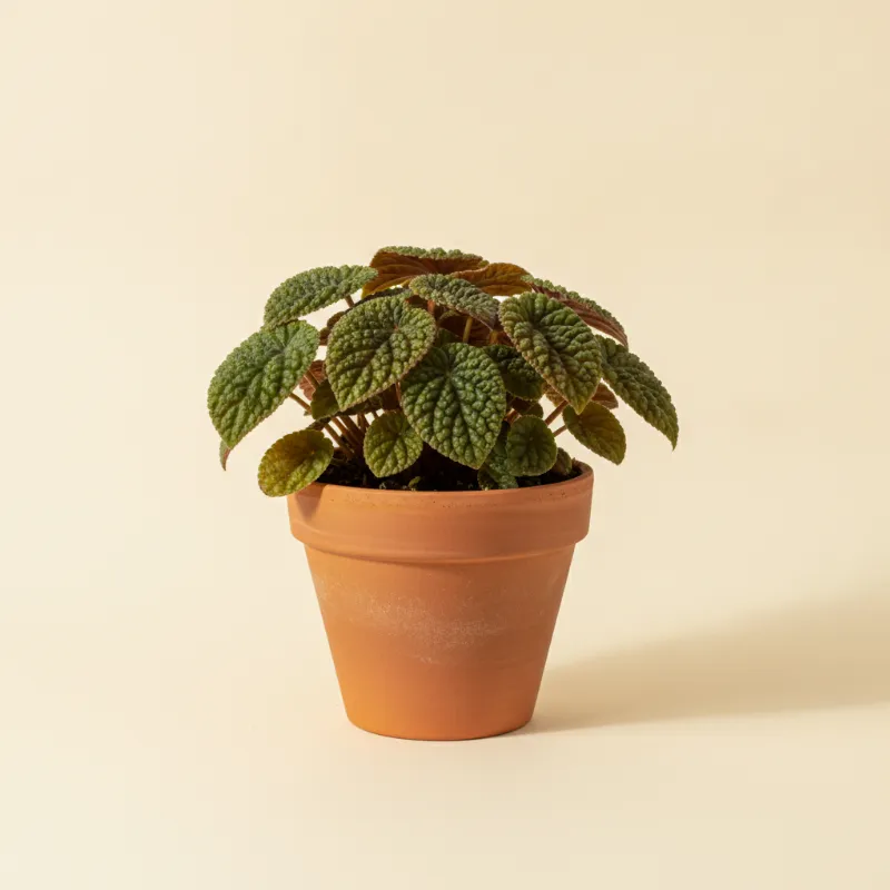 Pannenkoekplant — Pilea involucrata (illustratie)