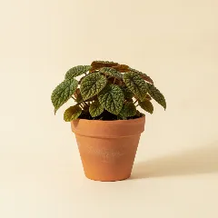 Pannenkoekplant