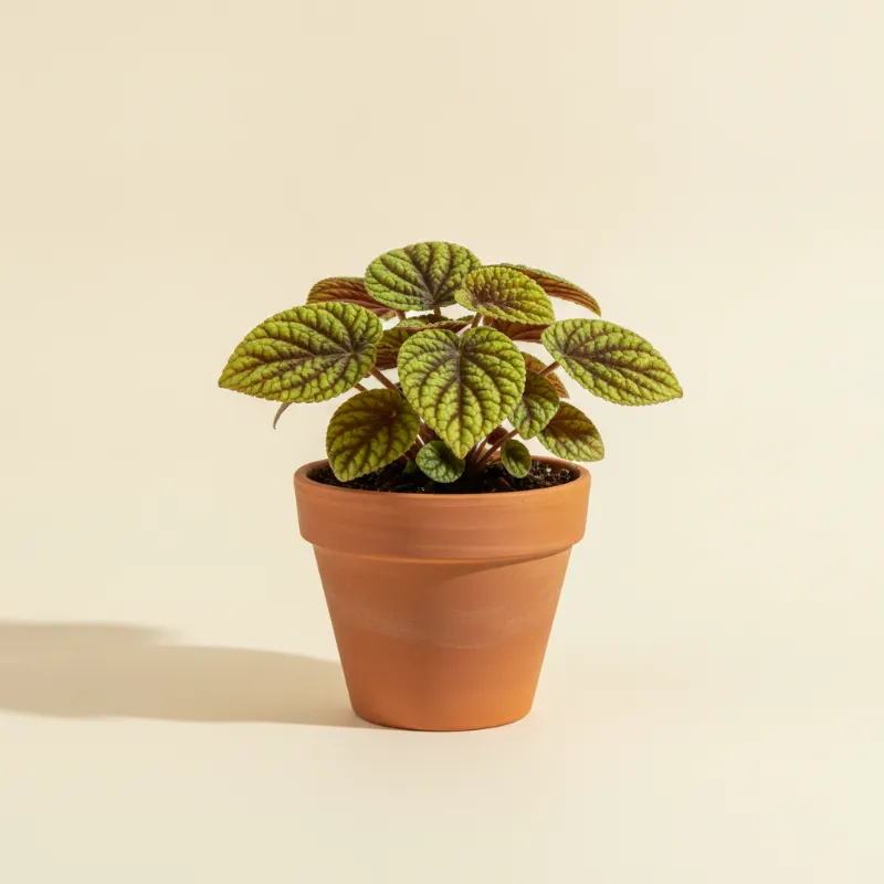 Pannenkoekplant — Pilea 'Moon Valley' (illustratie)