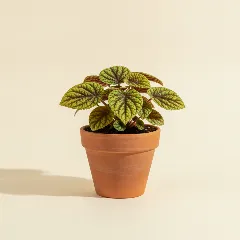 Pannenkoekplant