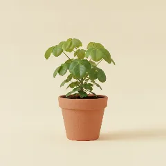 Aralia