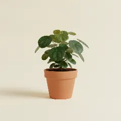 Aralia