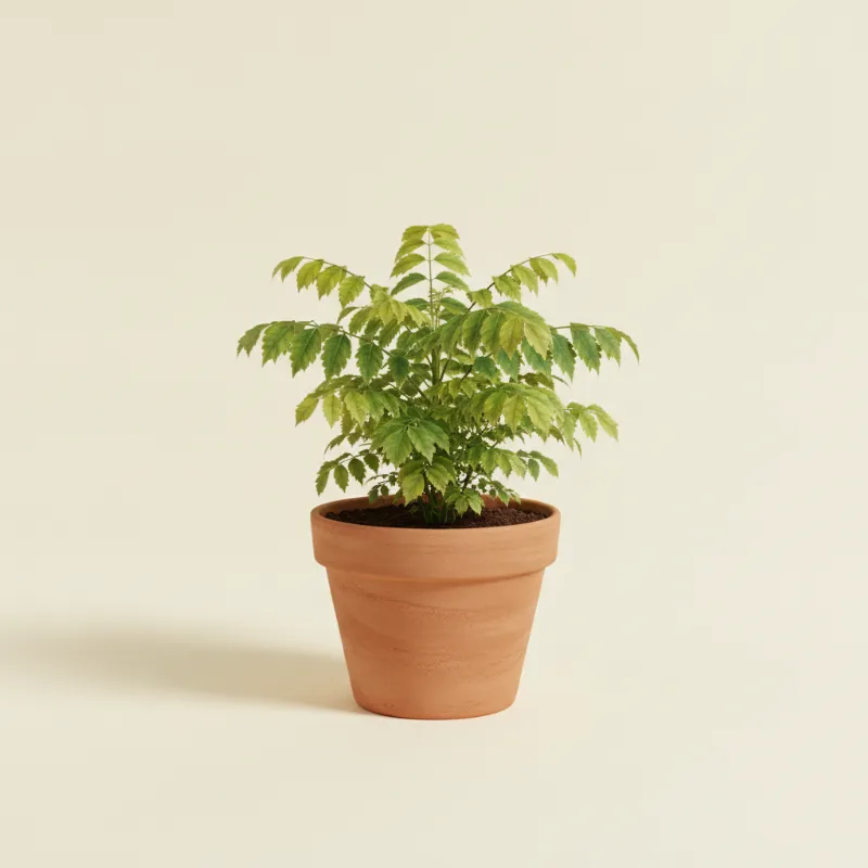 Aralia — Polyscias fruticosa (illustratie)