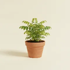 Aralia