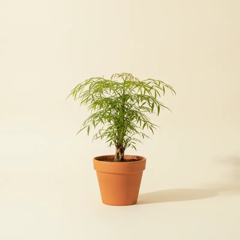 Aralia — Polyscias 'Ming' (illustratie)
