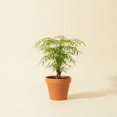 Aralia