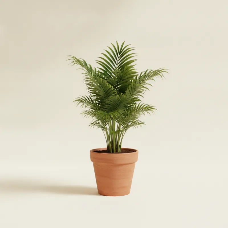 Stokpalm — Rhapis excelsa (illustratie)