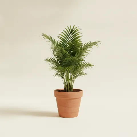 Stokpalm β Rhapis excelsa (illustratie)