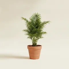 Stokpalm