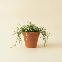 Koraalcactus
