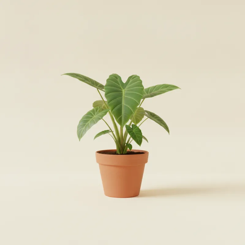 Olifantsoor — Alocasia macrorrhiza (illustratie)
