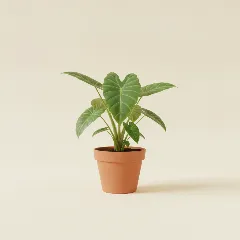 Olifantsoor