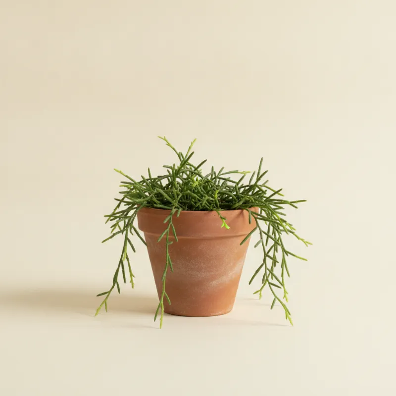 Koraalcactus — Rhipsalis cassutha (illustratie)