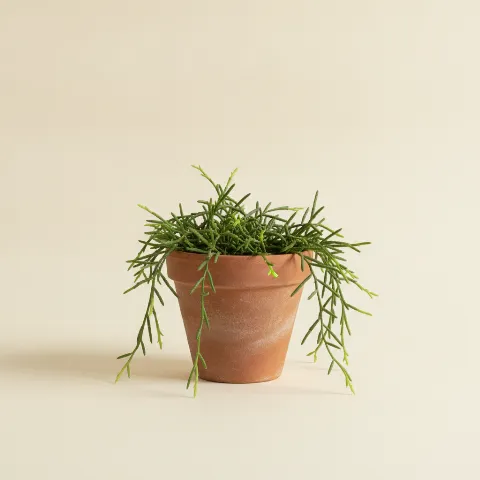 Koraalcactus