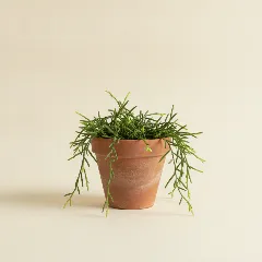 Koraalcactus
