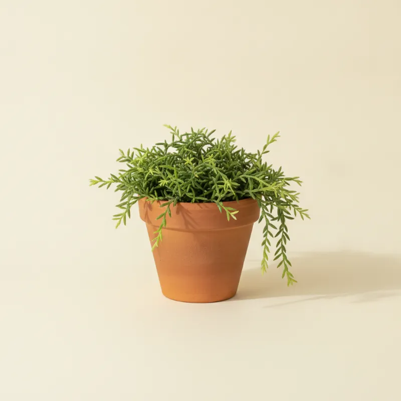Koraalcactus — Rhipsalis cereuscula (illustratie)