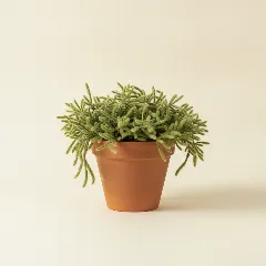 Koraalcactus