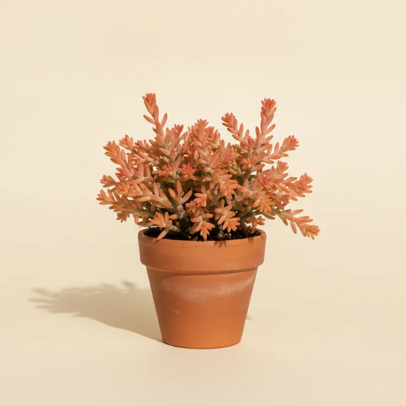 Koraalcactus