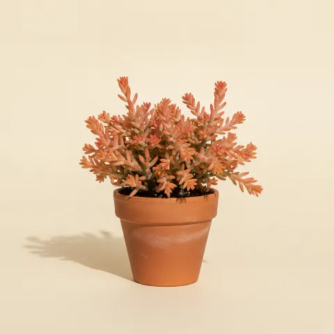 Koraalcactus