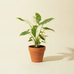Olifantsoor