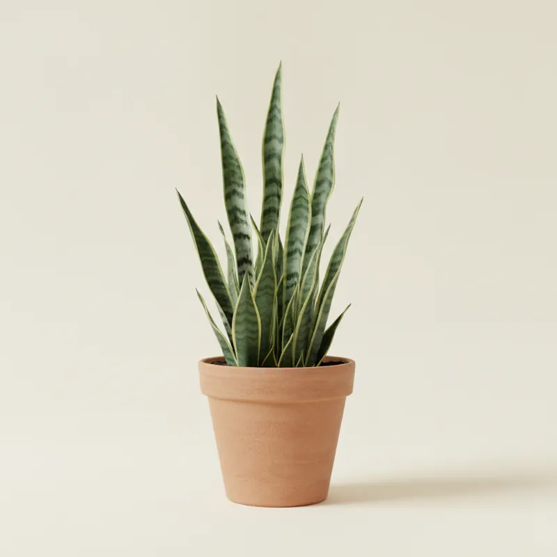 Vrouwentong — Sansevieria zeylanica (illustratie)
