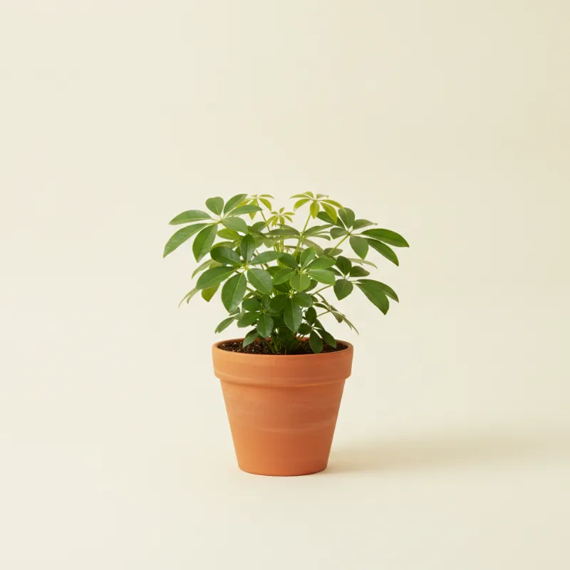 Vingerboom — Schefflera arboricola (illustratie)