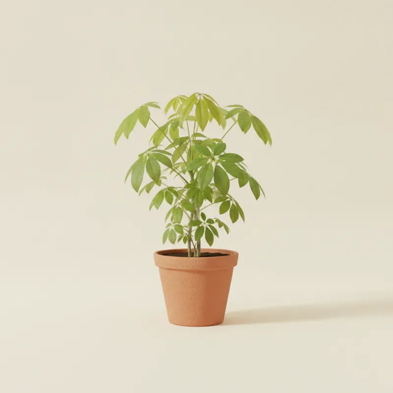 Vingerboom — Schefflera amate (illustratie)