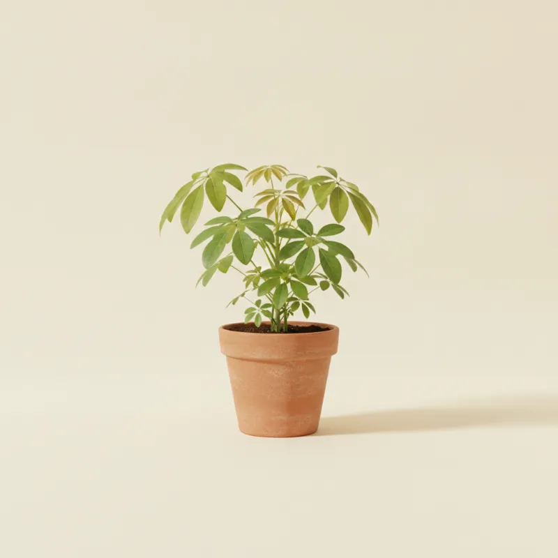 Vingerboom — Schefflera actinophylla (illustratie)