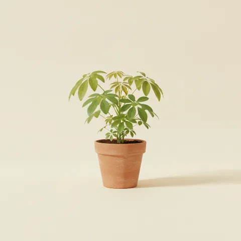 Schefflera (vingersplant)
