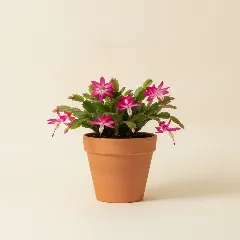 Lidcactus