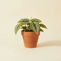 Scindapsus