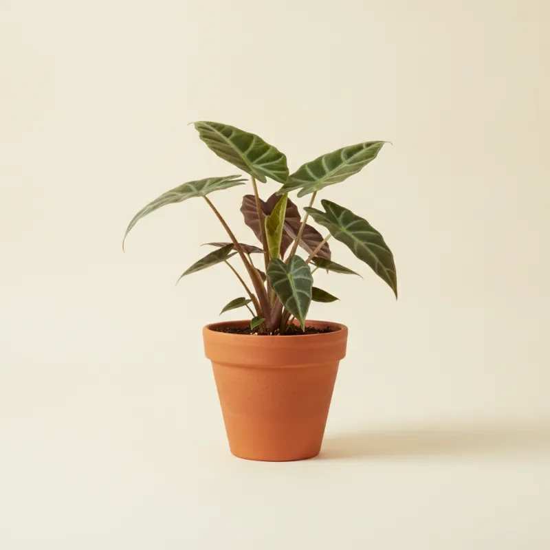 Olifantsoor — Alocasia wentii (illustratie)