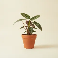 Olifantsoor