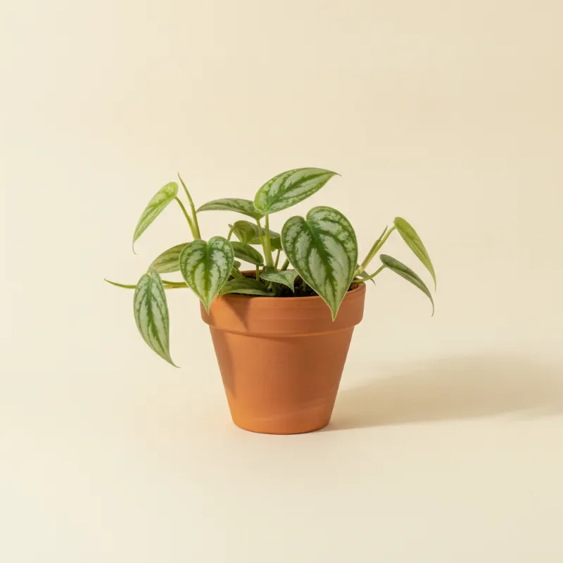 Scindapsus — Scindapsus pictus 'Argyraeus' (illustratie)