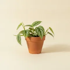 Scindapsus