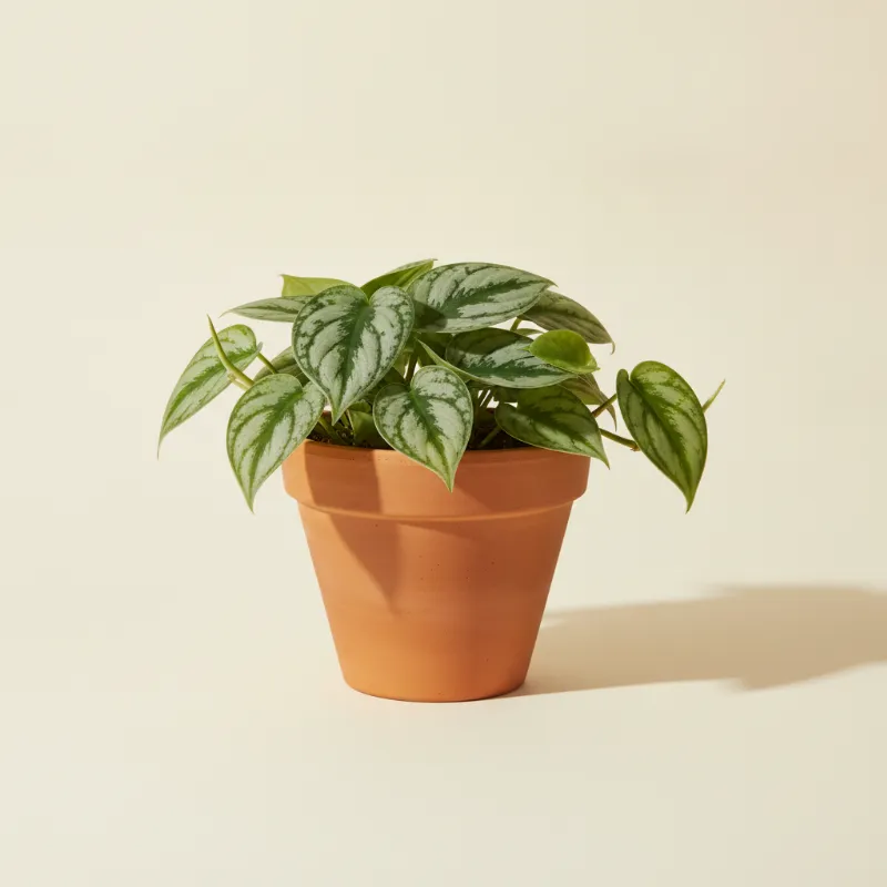 Scindapsus — Scindapsus pictus 'Silvery Ann' (illustratie)