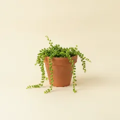 Erwtenplant