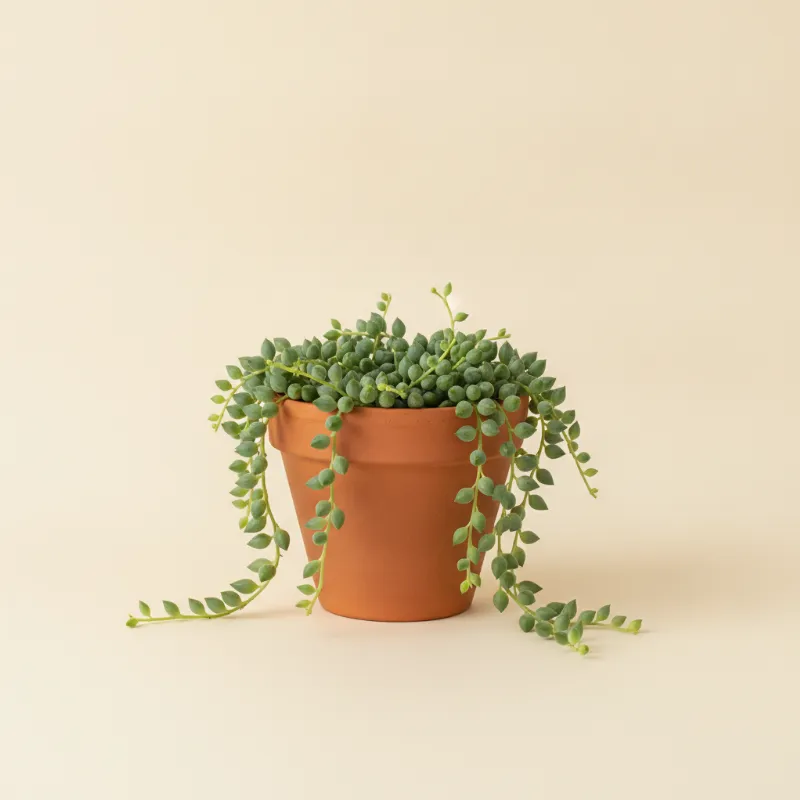 Erwtenplant — Senecio herreianus (illustratie)